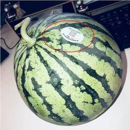 伦敦吃瓜网红,跟随网红吃瓜达人品味伦敦风味