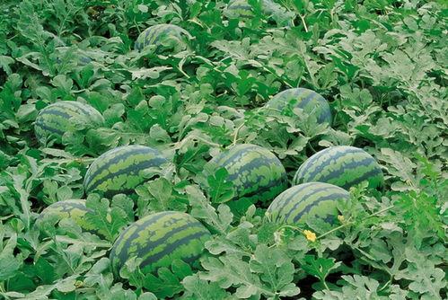 莱阳网红吃瓜群微信群号