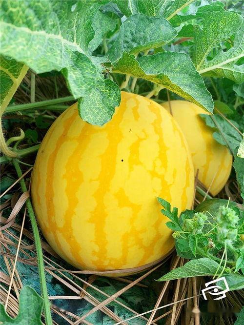 吃瓜网怎么上,轻松上手的网络娱乐新体验