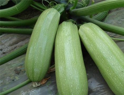 网红吃瓜有什么好处