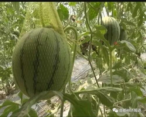 吃瓜网是哪个网站开发的