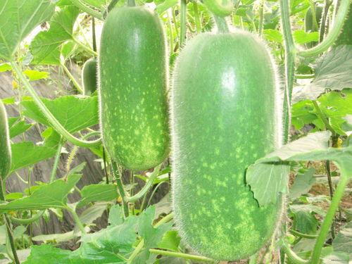 大瓜网红吃瓜图片高清,高清图片揭秘娱乐圈幕后风云