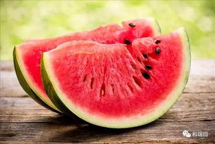 咸二中网课吃瓜,一场关于网络教育的“吃瓜”盛宴