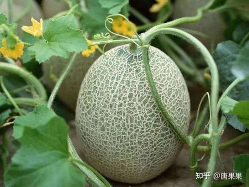 新疆网红求瓜吃播视频